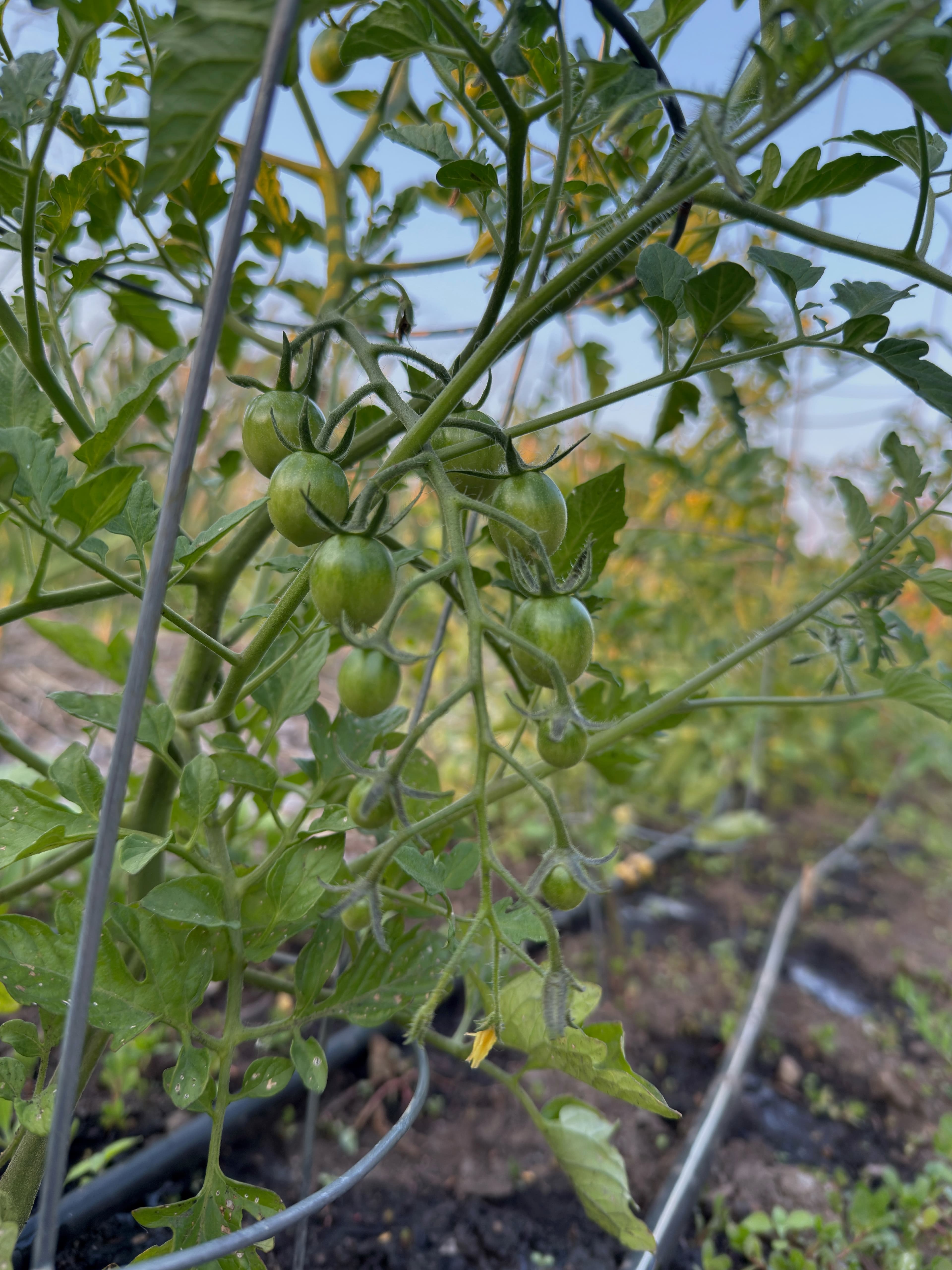 Meadowbrook Learning Garden 1